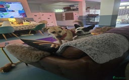 Mixed Breed dogs for adoption: Hermina looking for her home in Salisbury - Image 16