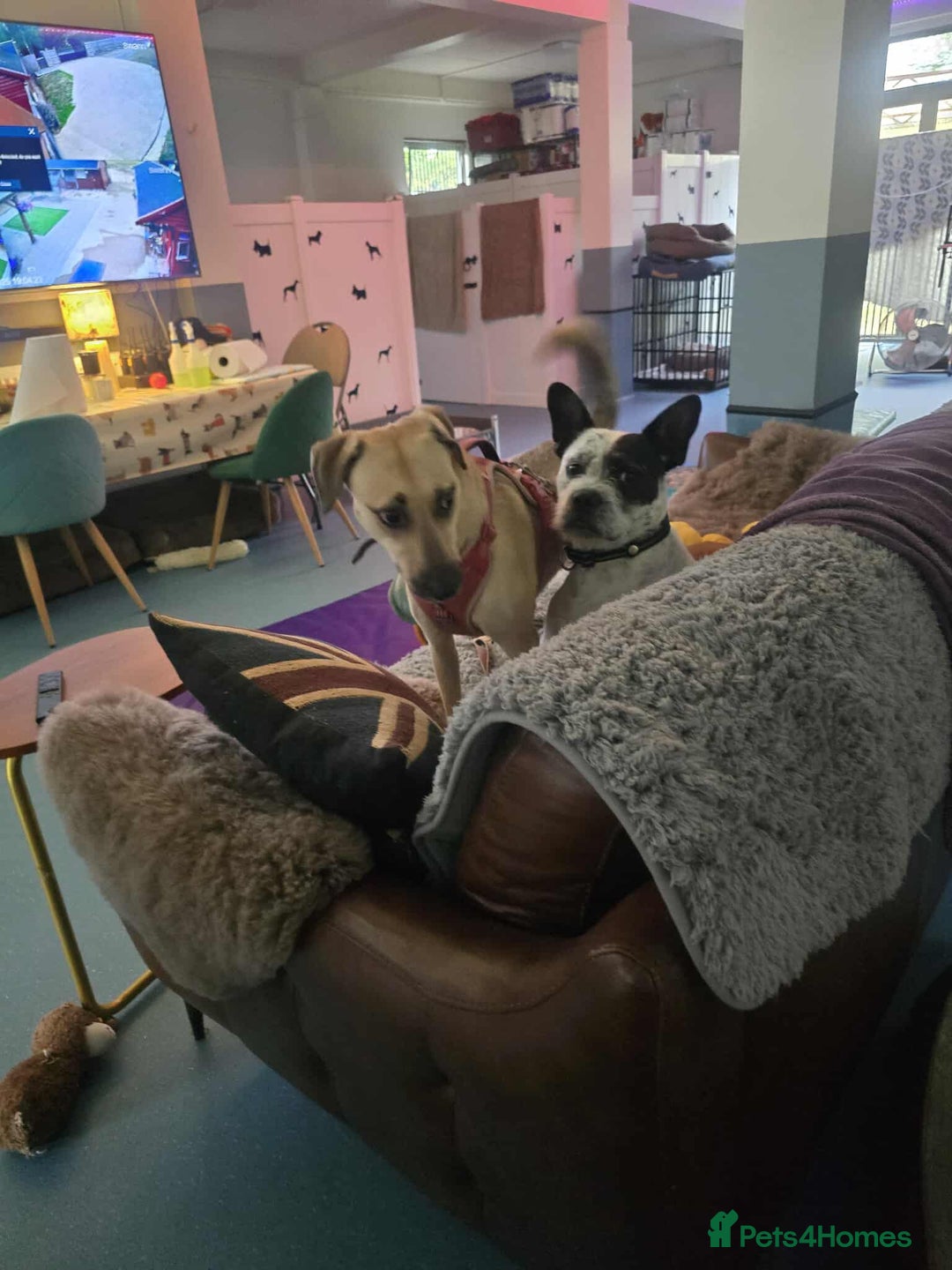 Mixed Breed dogs for adoption: Hermina looking for her home in Salisbury - Image 16