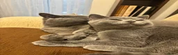 British Shorthair cats for sale: TICA registered Champion Bloodline BSH Kittens - Advert 17