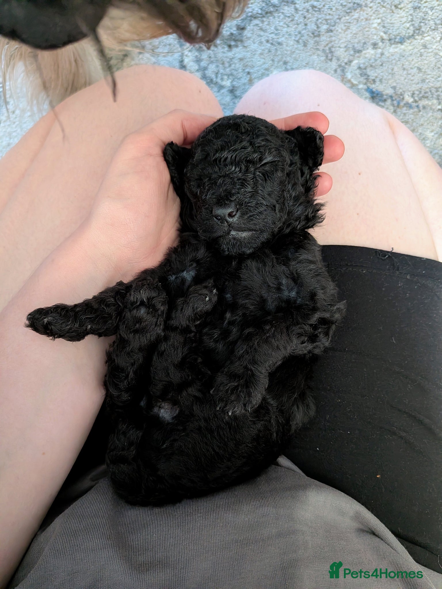Cockapoo dogs for sale: Toy Cockapoo Puppies for Sale - Advert 11