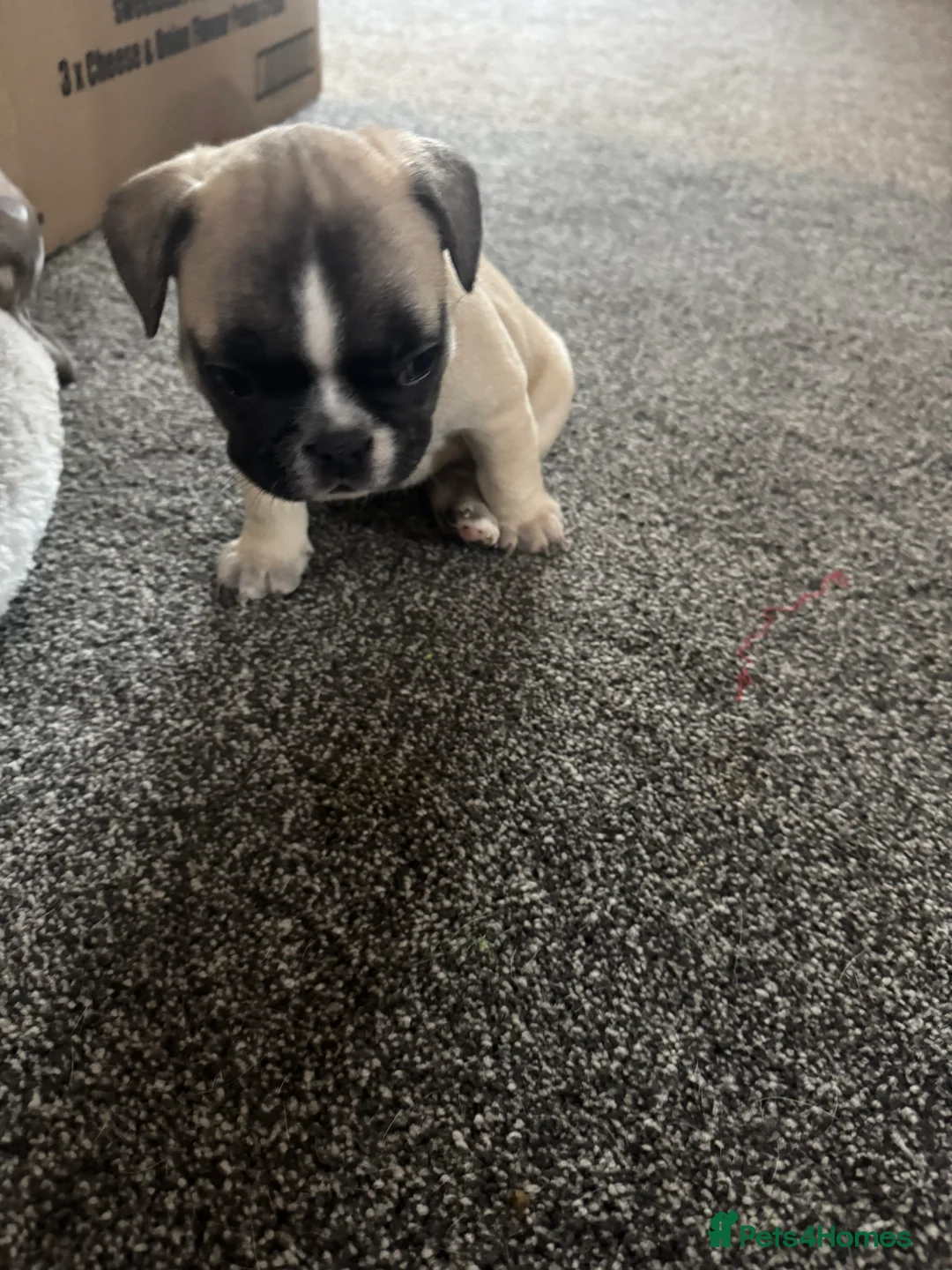 French Bulldog dogs for sale: DWKC Registered Puppies – Health Tested  - Advert 18