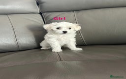 Mixed Breed dogs for sale: Mixed puppies for sale - Image 8