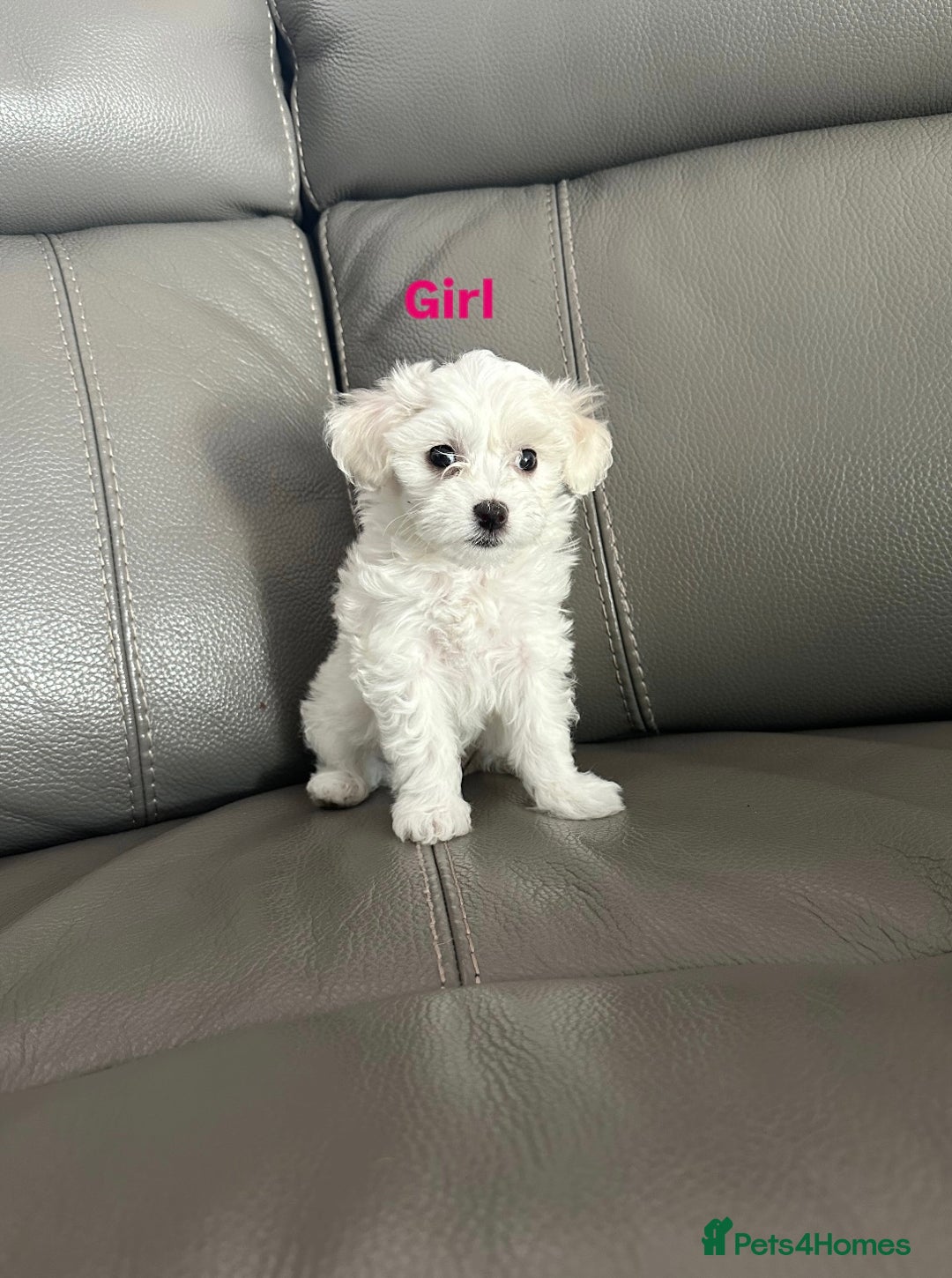 Mixed Breed dogs for sale: Mixed puppies for sale - Image 8