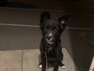 Mixed Breed dogs - Advert 16