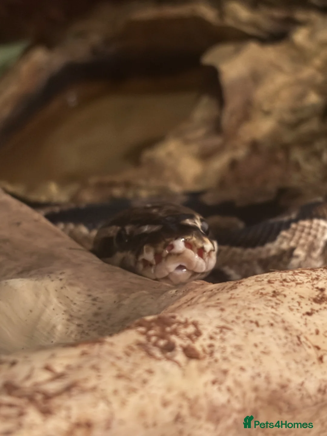 Python Snake reptiles for sale: adult female python in Ebbw Vale - Advert 1