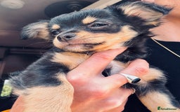 Pomchi dogs for sale: Beautiful female puppy ready now!  in Godstone - Image 1