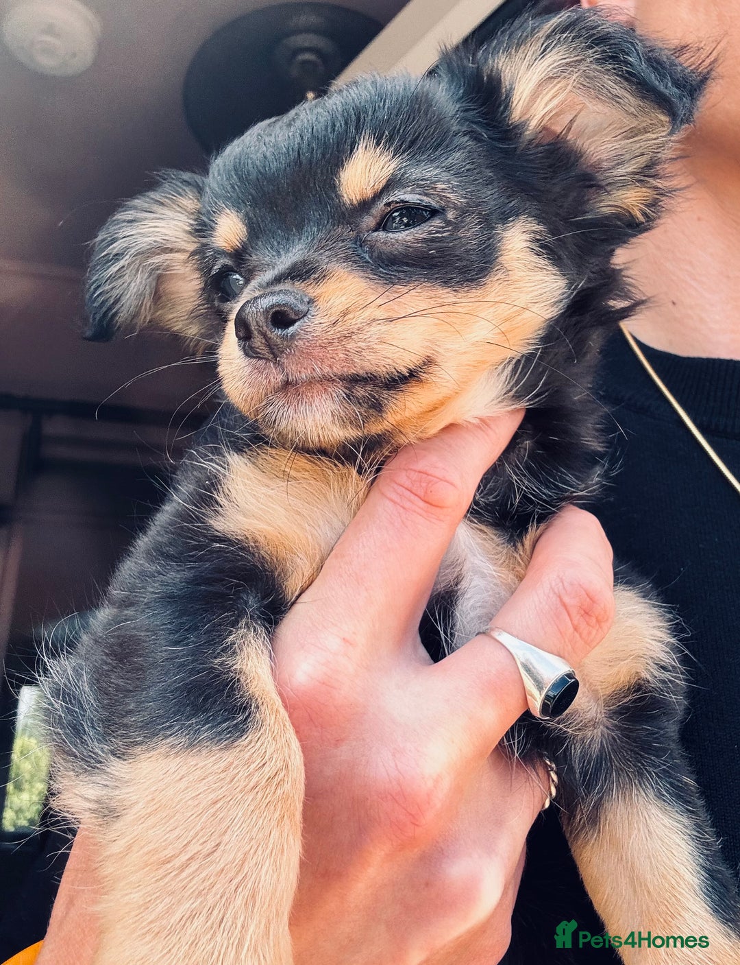 Pomchi dogs for sale: Beautiful female puppy ready now!  in Godstone - Image 1