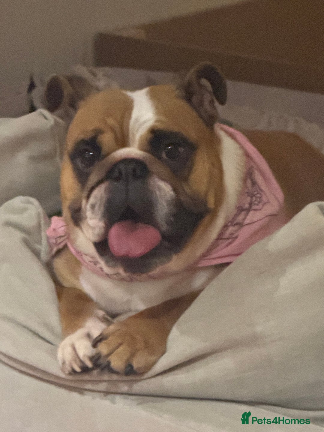 English Bulldog dogs for sale: English Bulldog Puppies🩵🩷 - Advert 3