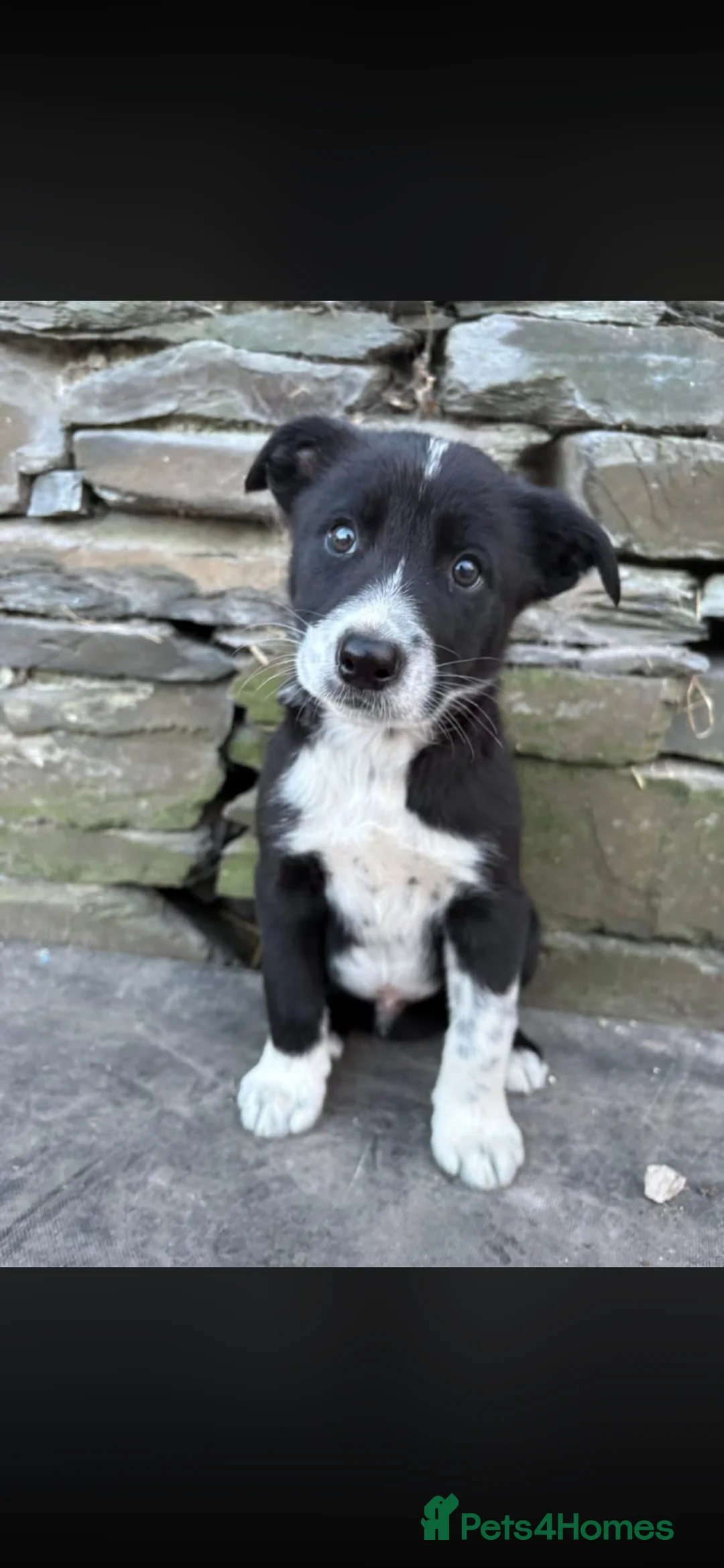 Border Collie dogs for sale: Last two male collie pups in Kirkby-in-Furness - Advert 3