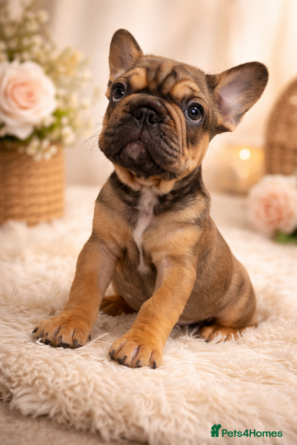 French Bulldog dogs 🐾 BEAUTIFUL KC FRENCHIE PUPS 🐾 ready to leave   - Advert 1