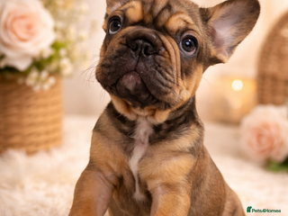 French Bulldog dogs 🐾 BEAUTIFUL KC FRENCHIE PUPS 🐾 ready to leave - Advert 3
