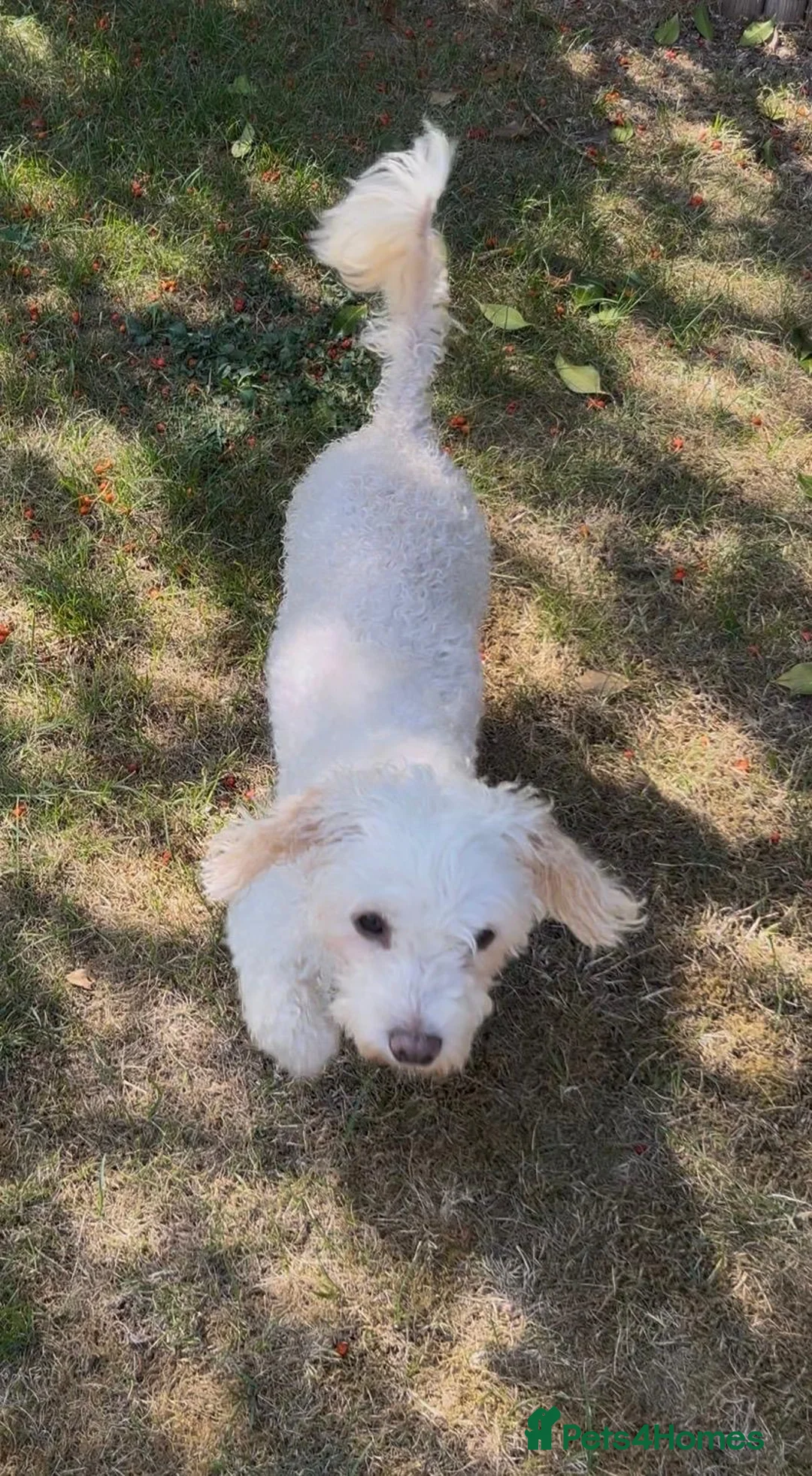 Mixed Breed dogs for adoption: Puffy 💙 in Horncastle - Advert 2