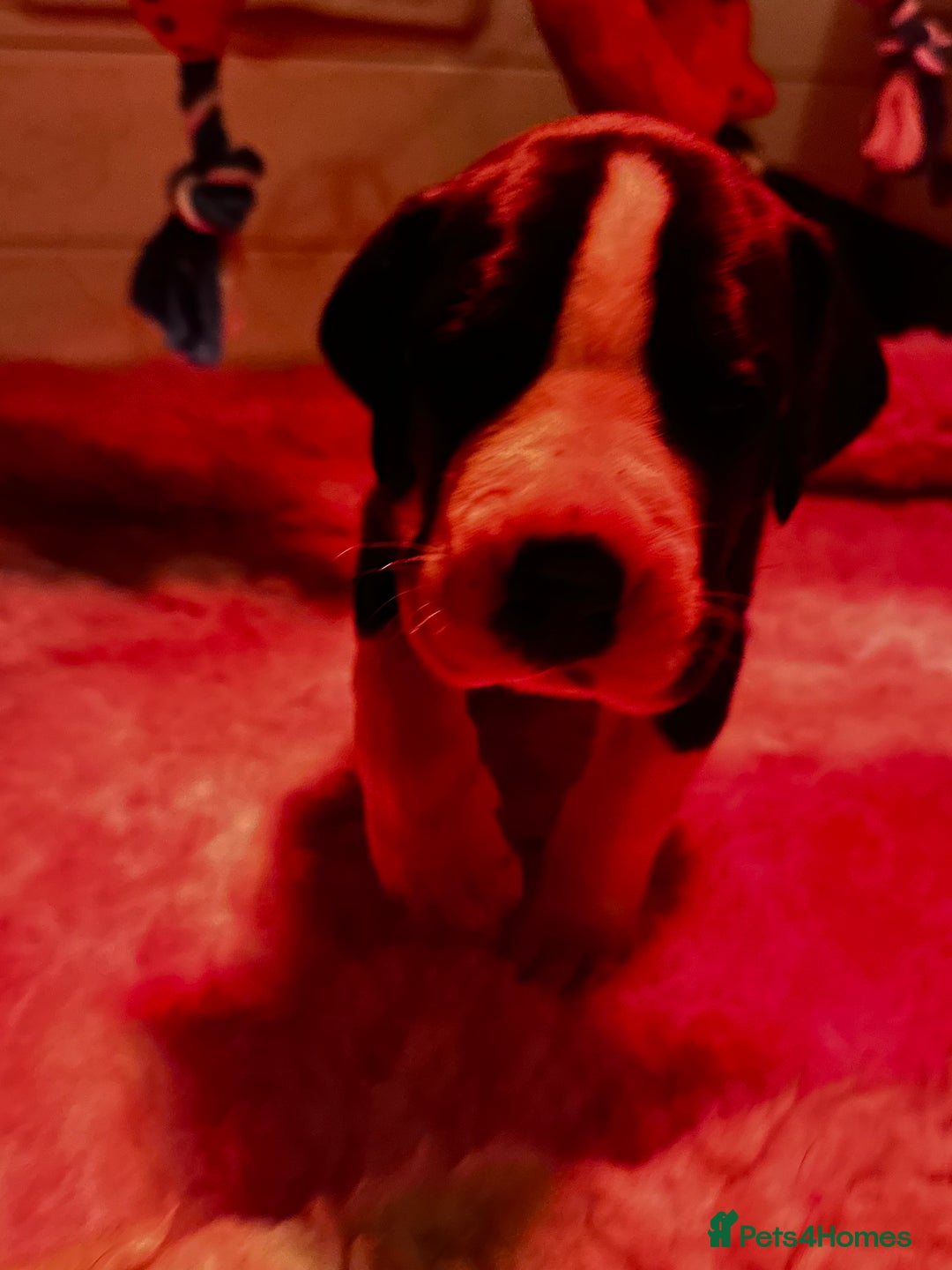 Great Dane dogs for sale: Stunning Great Dane Mantle Puppies - Image 8