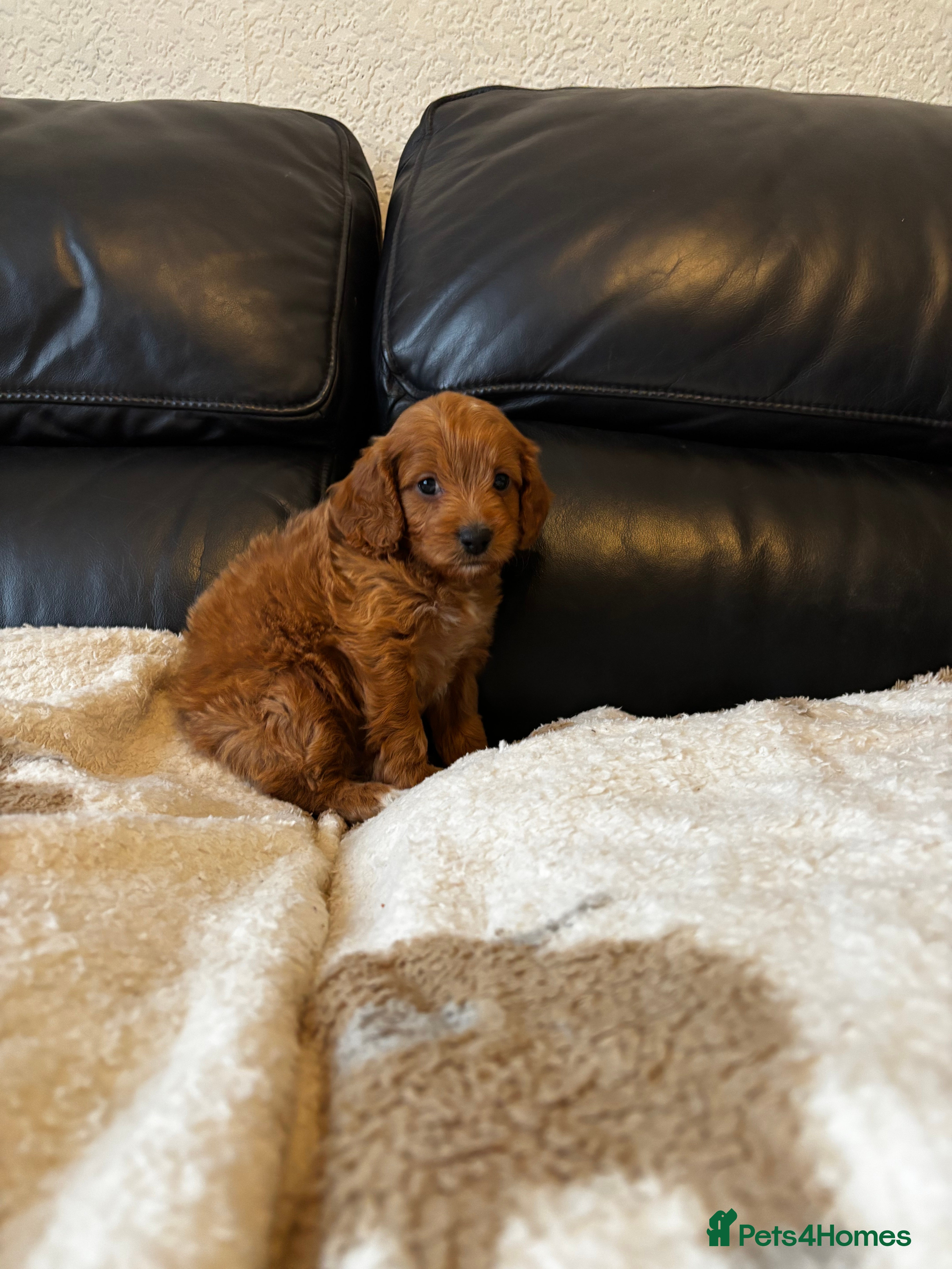 Cavapoo dogs 4 Cavapoo puppies left 😍 - Advert 14