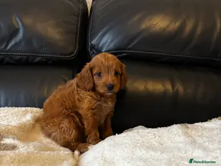 Cavapoo dogs 4 Cavapoo puppies left 😍 - Advert 14