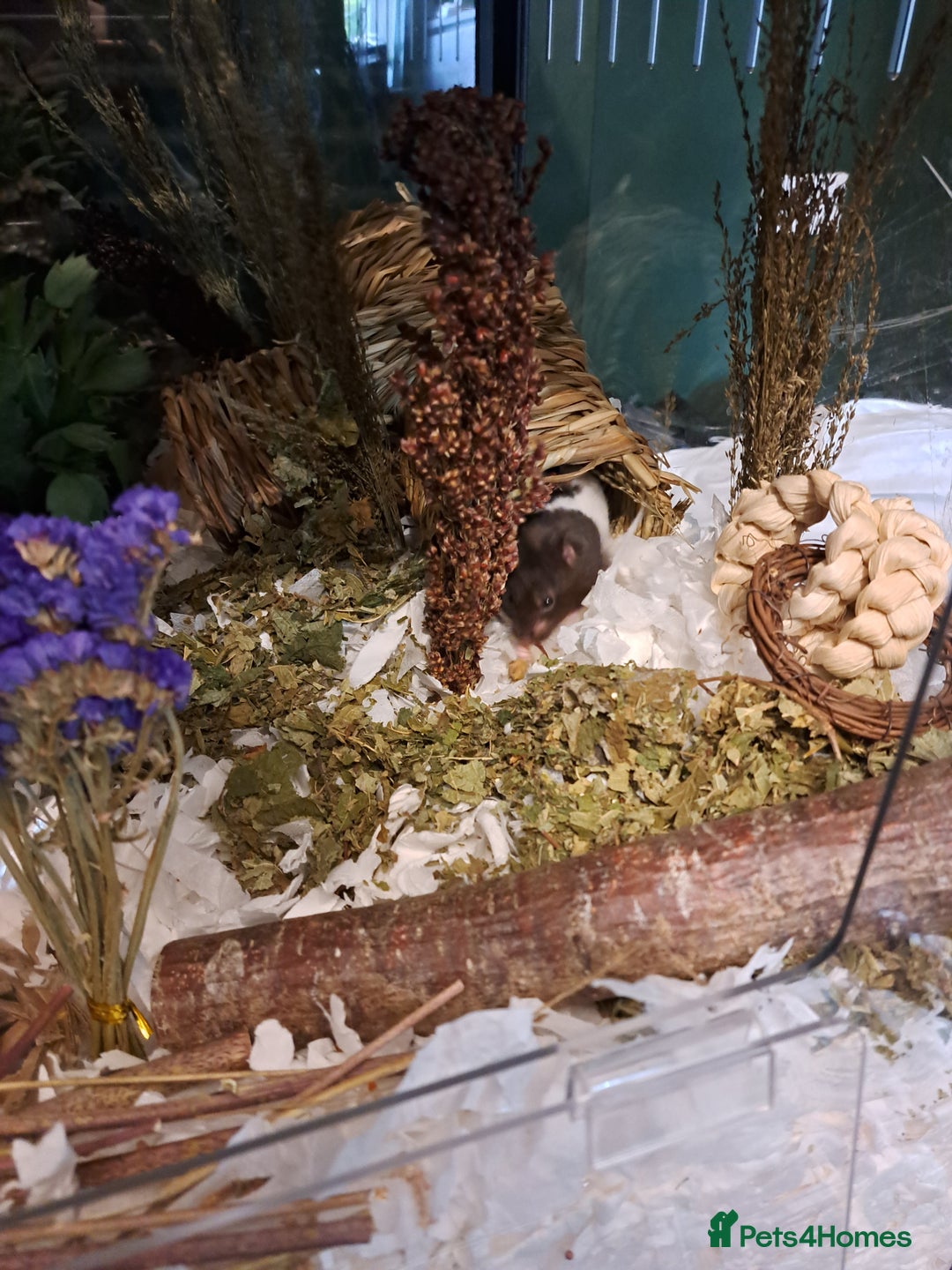 Hamster rodents for sale: Hamster for adoption  - Image 3