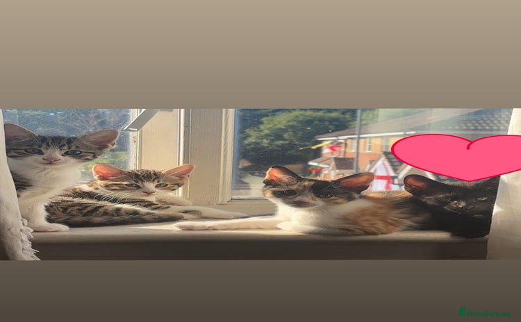 Mixed Breed cats - Advert 4