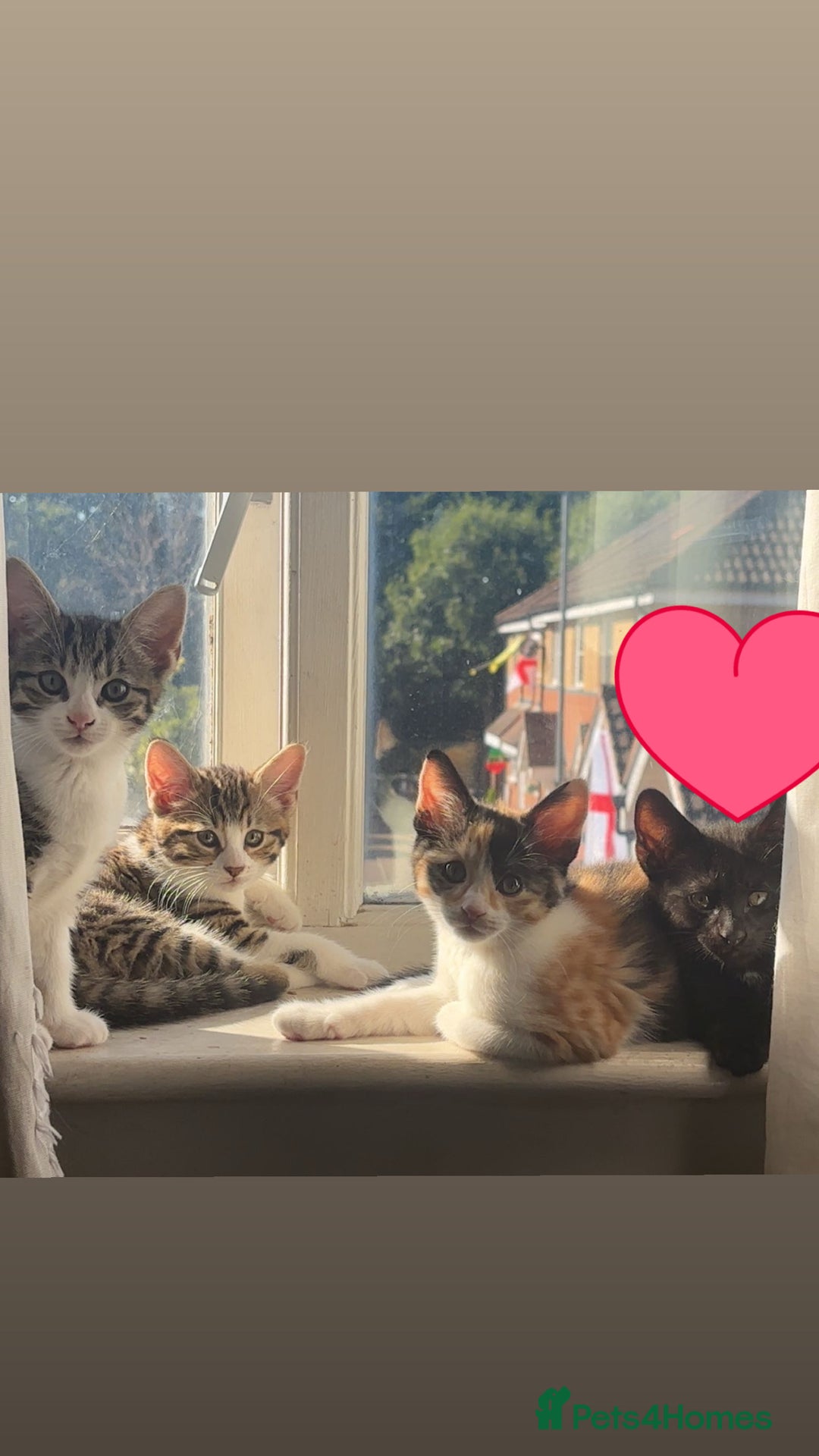 Mixed Breed cats for sale: kittens for sale  - Image 1