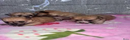 Mixed Breed dogs for sale: Pomeranian cross Jack Russell - Advert 10