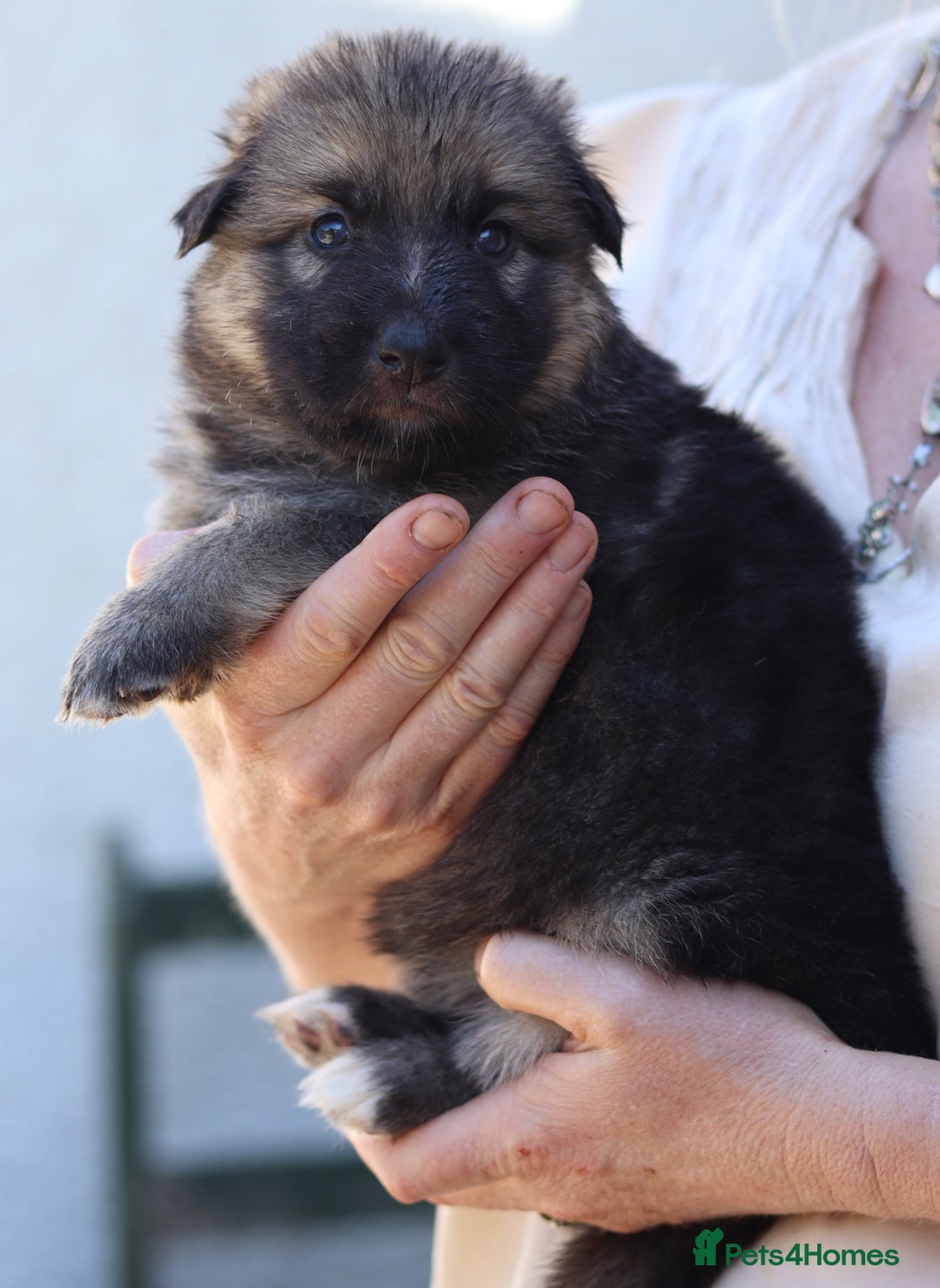 German Shepherd dogs for sale: Adorable GSD pups, straight back line, KC reg - Image 5