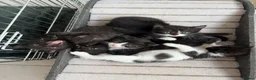 Scottish Fold cats for sale: Scottish Fold Mix Kitten  - Advert 5