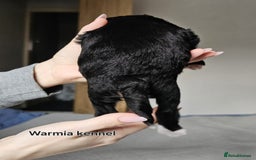 Chinese Crested dogs for sale: Last powder puff boy available  - Image 22