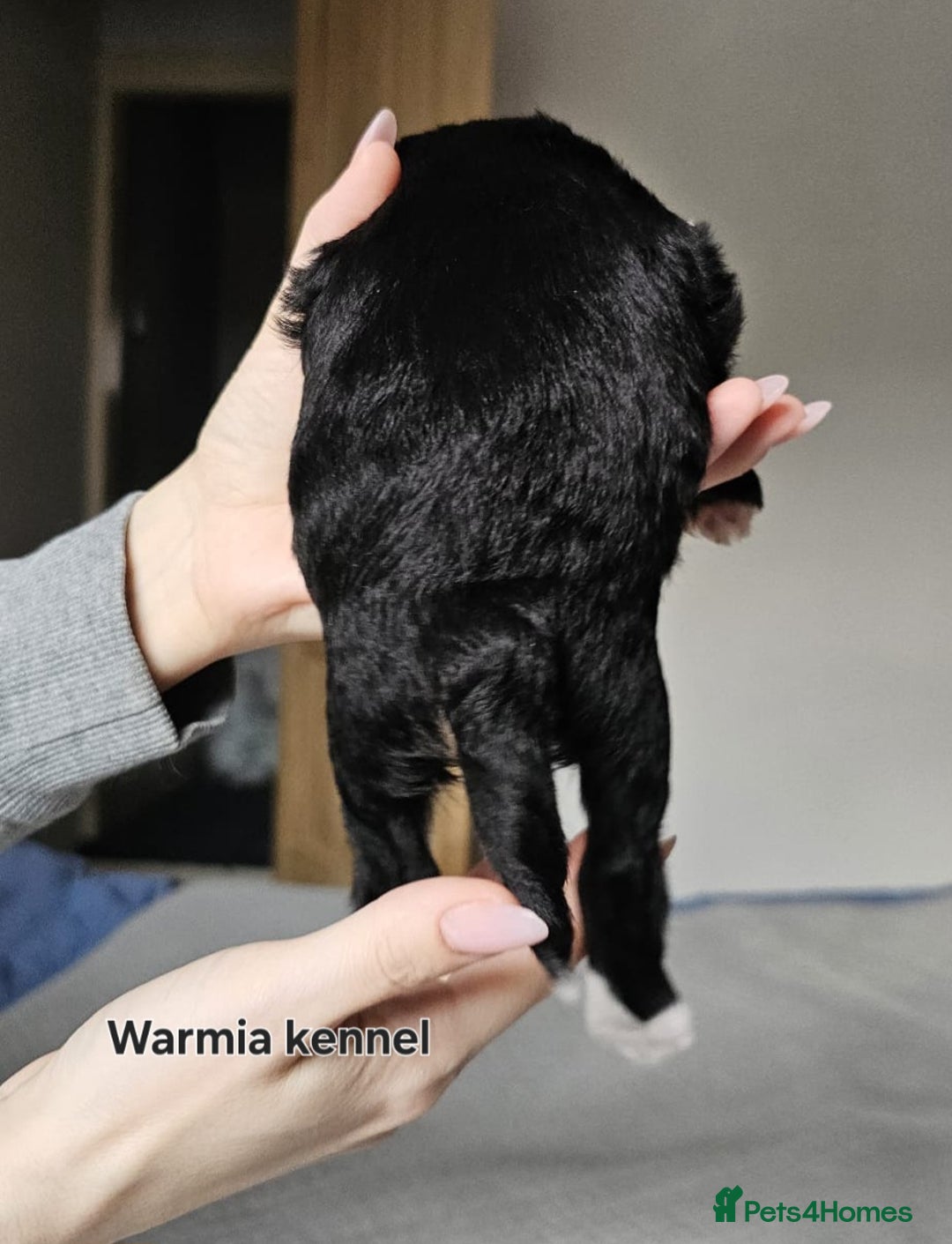 Chinese Crested dogs for sale: Last powder puff boy available  - Image 22