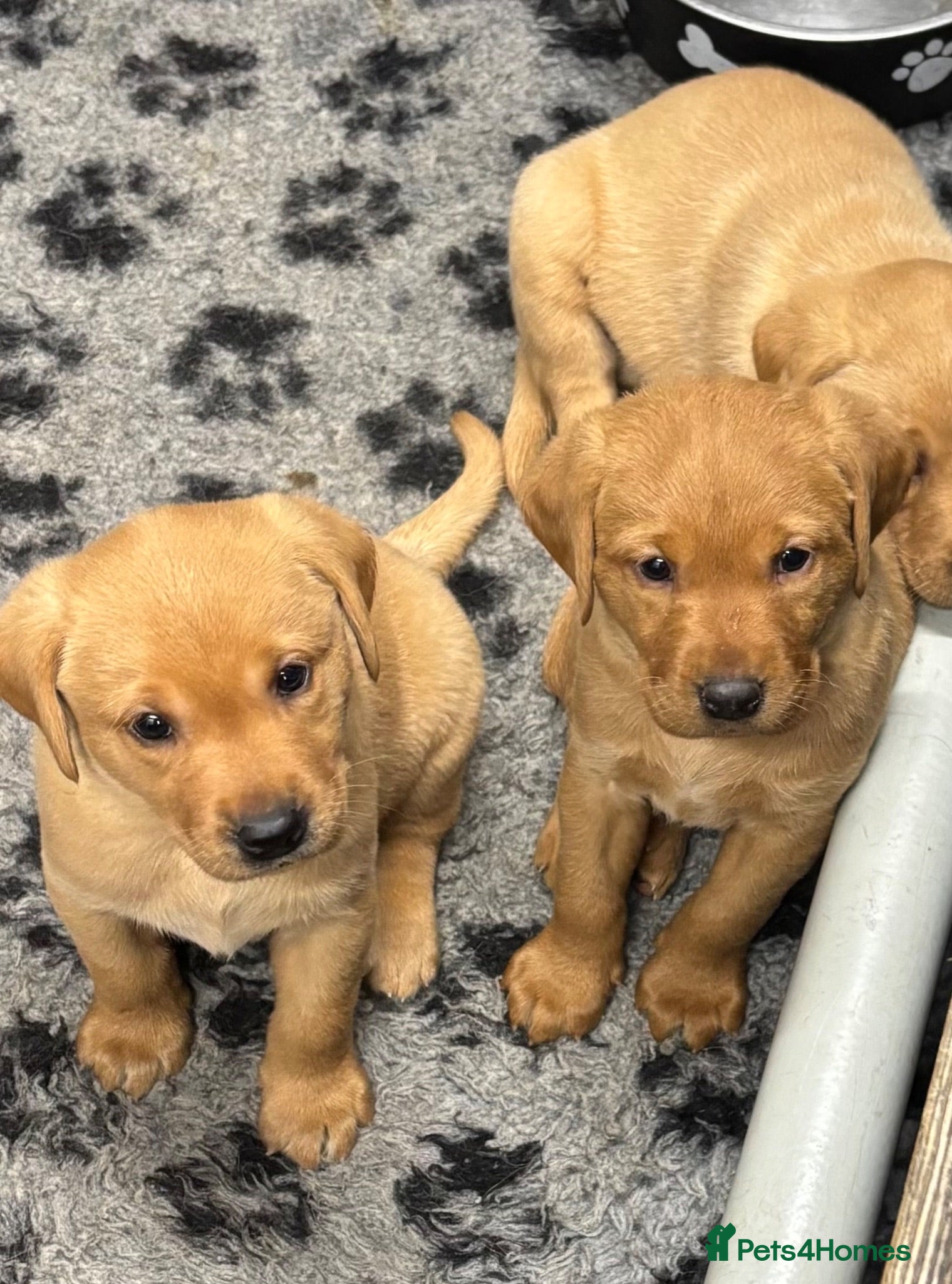 Labrador Retriever dogs HOME ALONE- AFTER 19th JUNE STUNNING DOG PUPPY  - Advert 1
