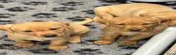 Labrador Retriever dogs for sale: HOME ALONE- AFTER 19th JUNE STUNNING DOG PUPPY  - Advert 1
