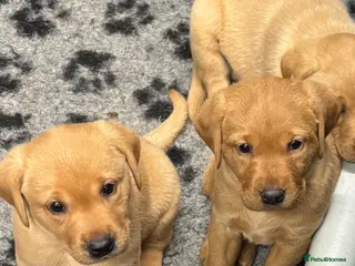 Labrador Retriever dogs HOME ALONE- AFTER 19th JUNE STUNNING DOG PUPPY - Advert 1