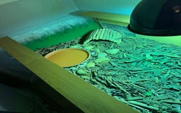 Tortoise reptiles for sale: 3 year old Herman tortoise - Image 4