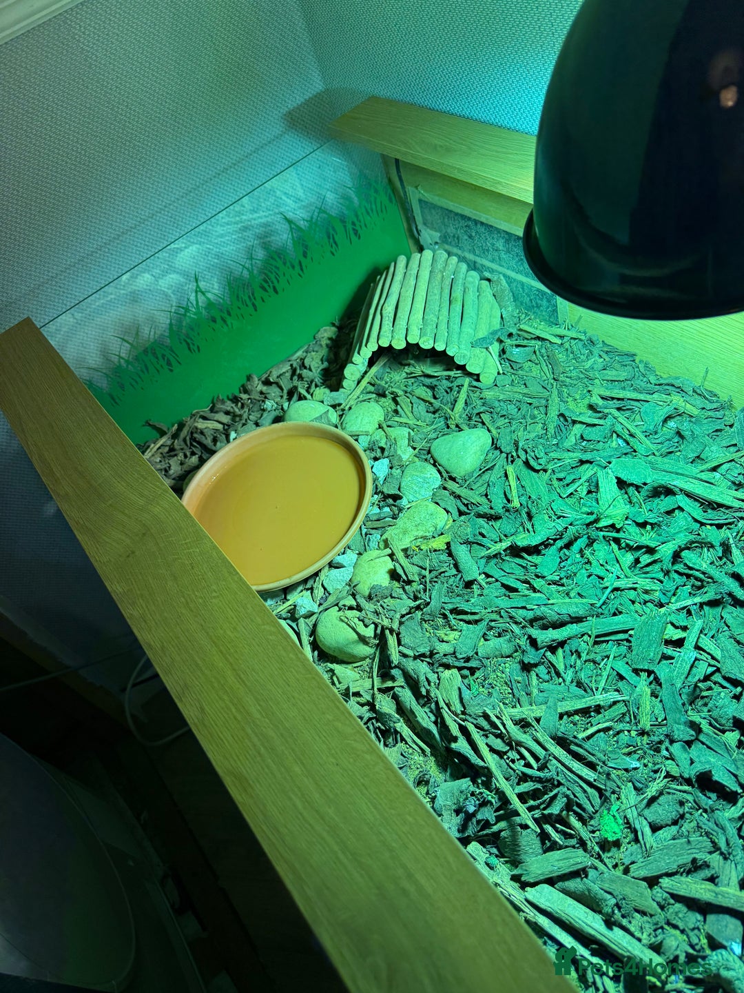 Tortoise reptiles for sale: 3 year old Herman tortoise - Image 4