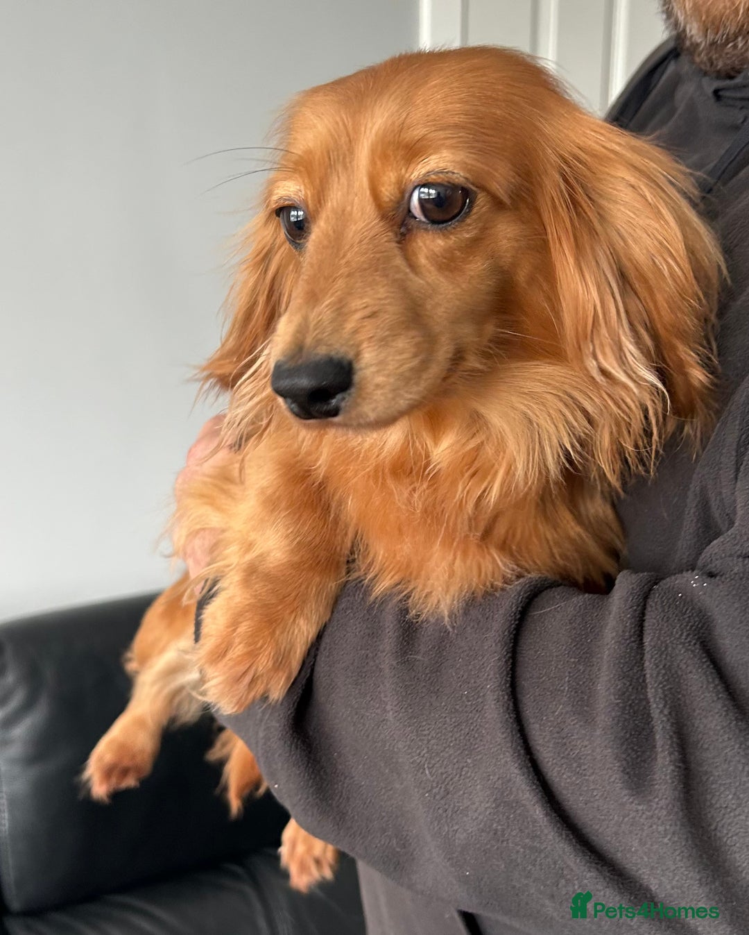 Miniature Dachshund dogs for sale: Beautiful shaded red long haired dachshund girl.  - Image 2