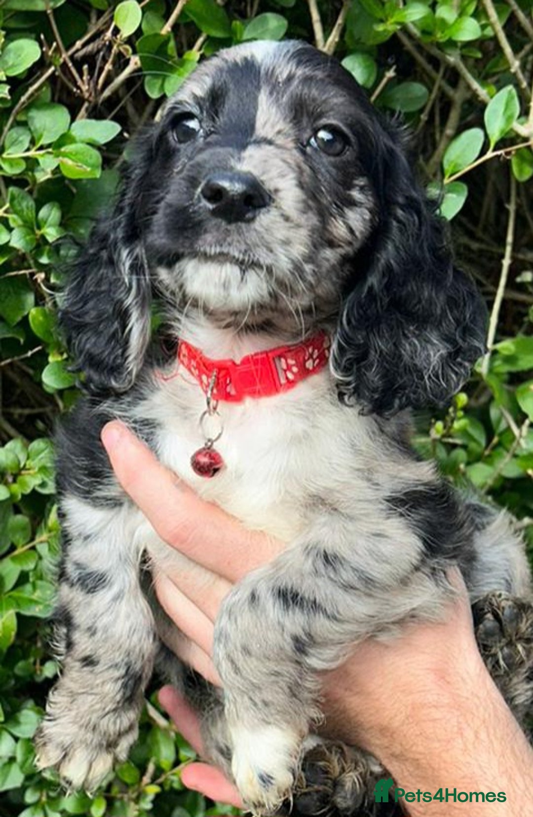 Cocker Spaniel dogs for sale: 3 beautiful working cocker spaniel puppies  - Image 4