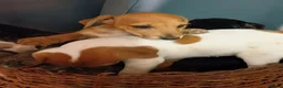 Jack Russell dogs for sale: Adorable Jack Russel Puppies  - Advert 13