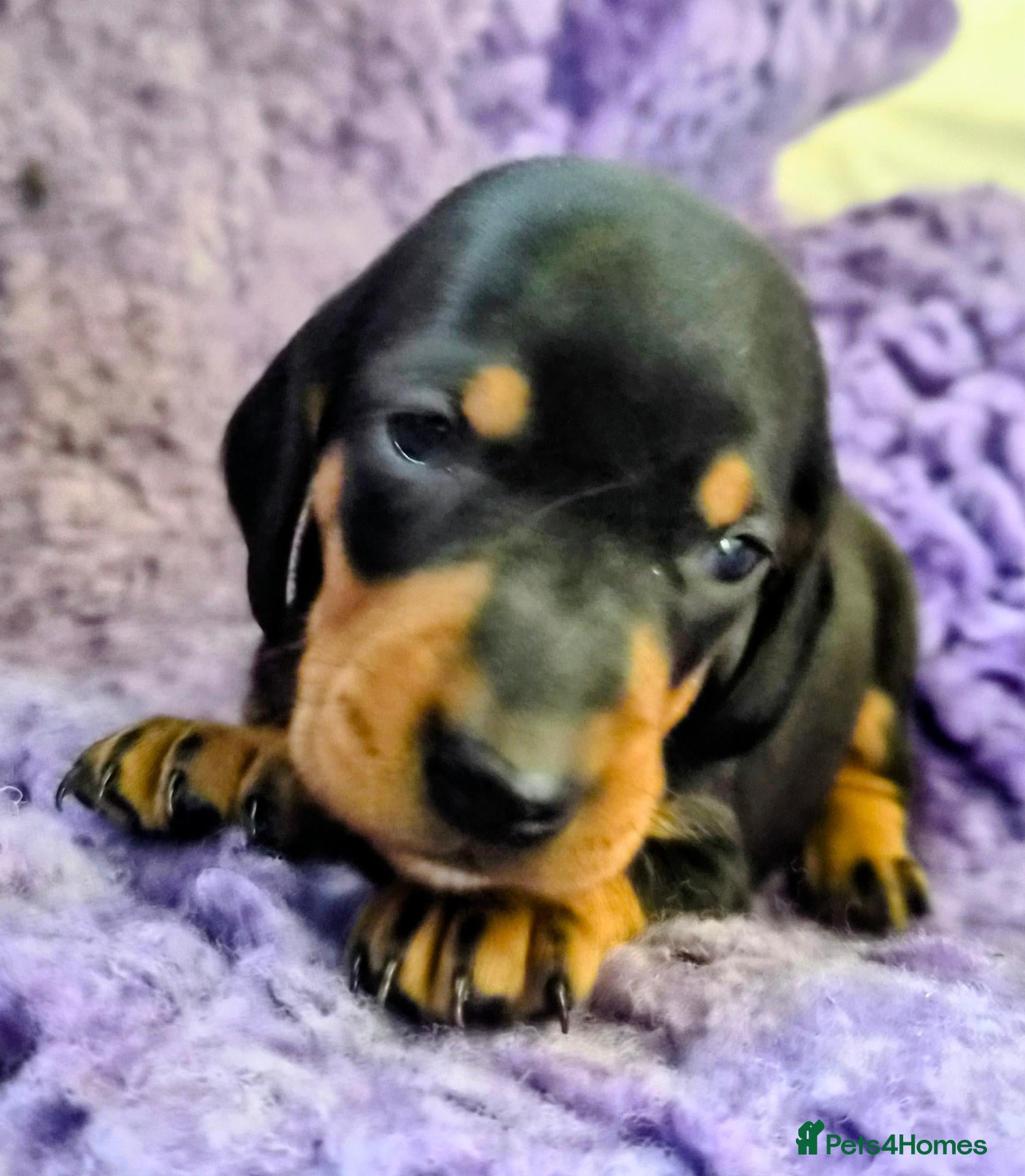 Dachshund dogs Standard smooth haired dachshunds - Advert 1