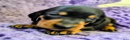 Dachshund dogs for sale: Standard smooth haired dachshunds in Huntingdon - Advert 1