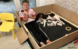 English Springer Spaniel dogs for sale: English Springer Spaniel puppies (2 lovely boys) - Image 3