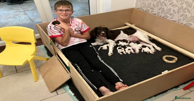 English Springer Spaniel dogs - Advert 12