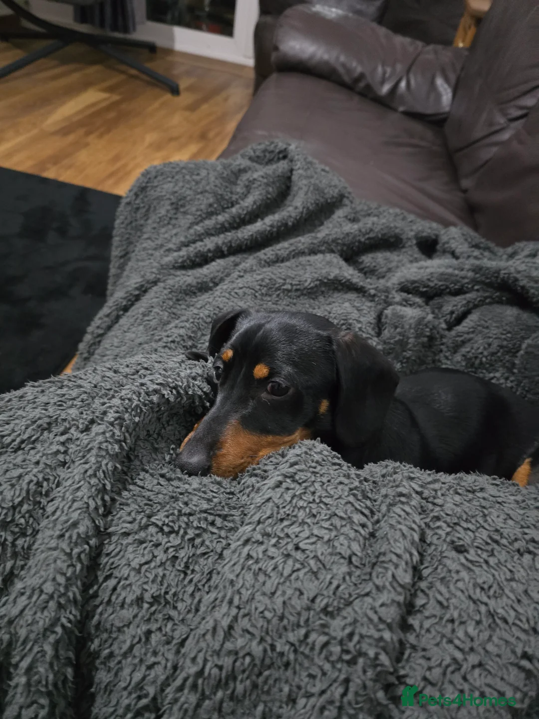 Miniature Dachshund dogs for sale: Miniature dachshund male - Advert 2