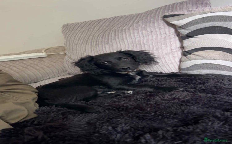 Mixed Breed dogs Cocker Jack puppy - Advert 1