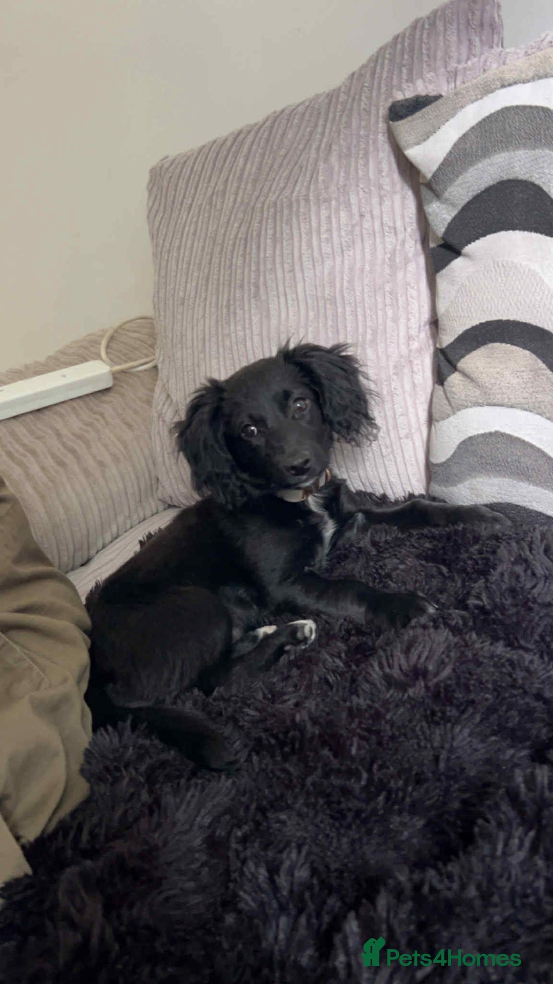 Mixed Breed dogs for sale: Cocker Jack puppy - Advert 1