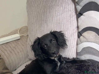 Mixed Breed dogs Cocker Jack puppy - Advert 1