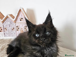 Maine Coon cats Beautiful Maine Coon kittens - Advert 17