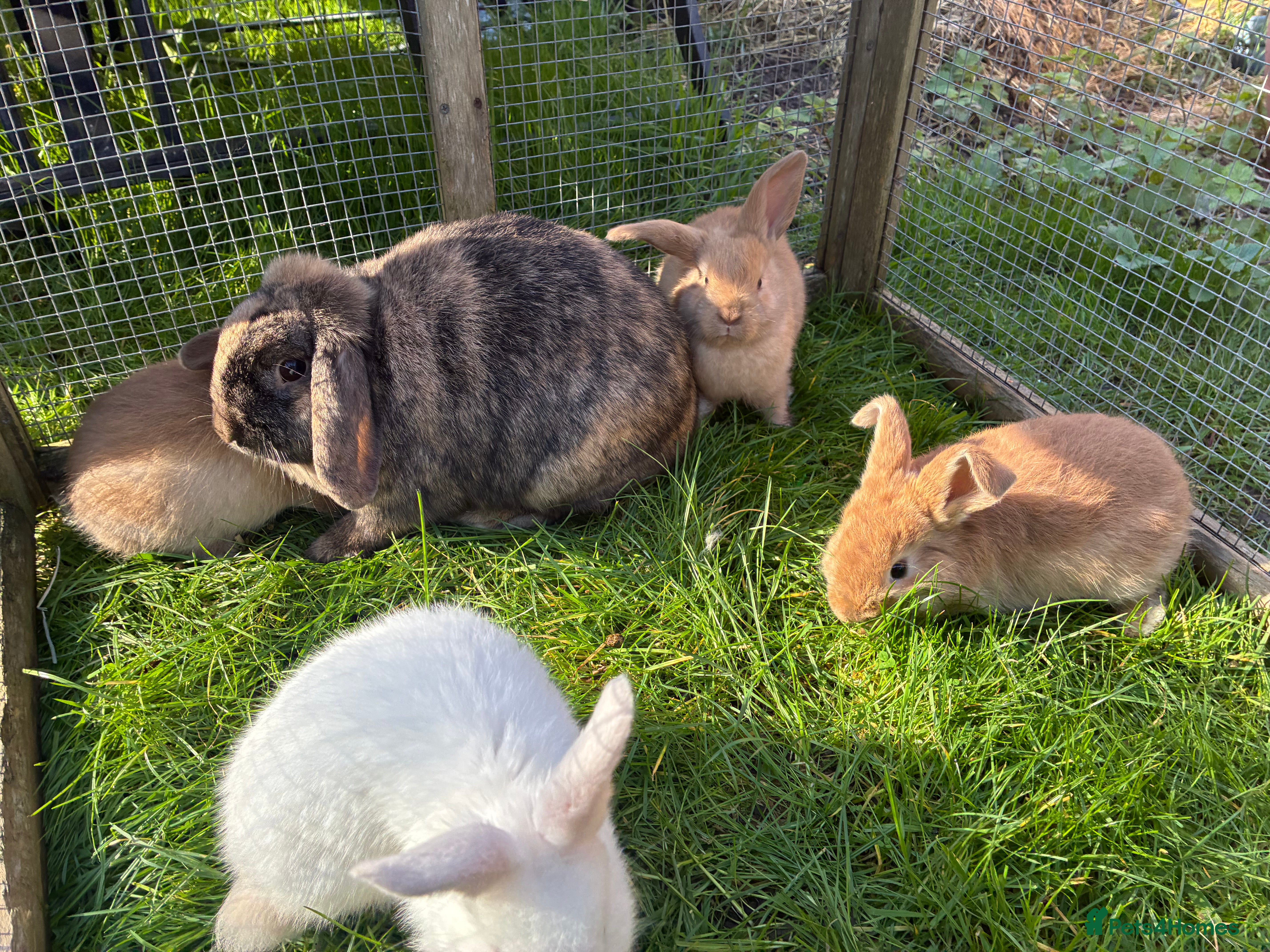 Lionhead rabbits 4 stunning mini lop babies  - Advert 5