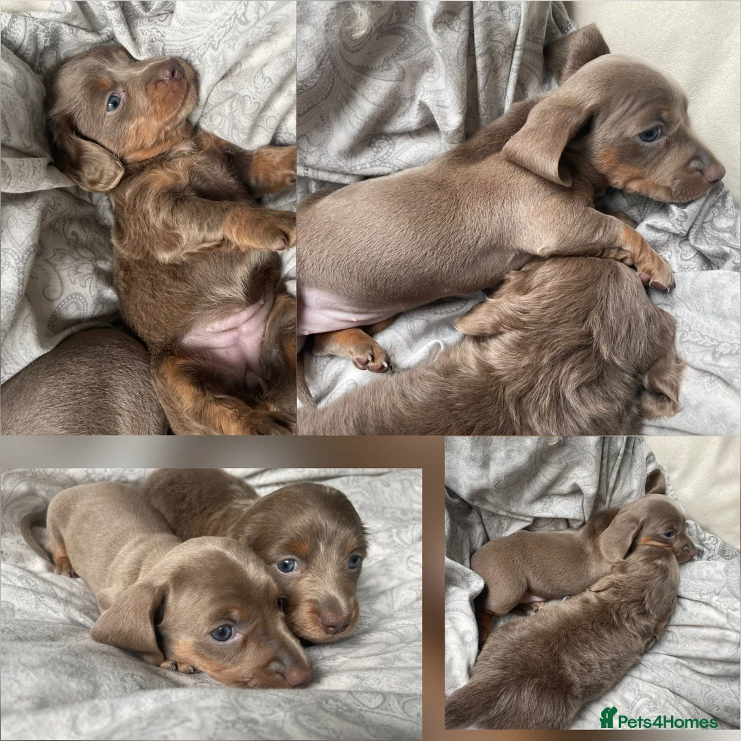 Miniature Dachshund dogs for stud: Chocolate and Tan Smooth Coat STUD  in Pontypridd - Advert 18
