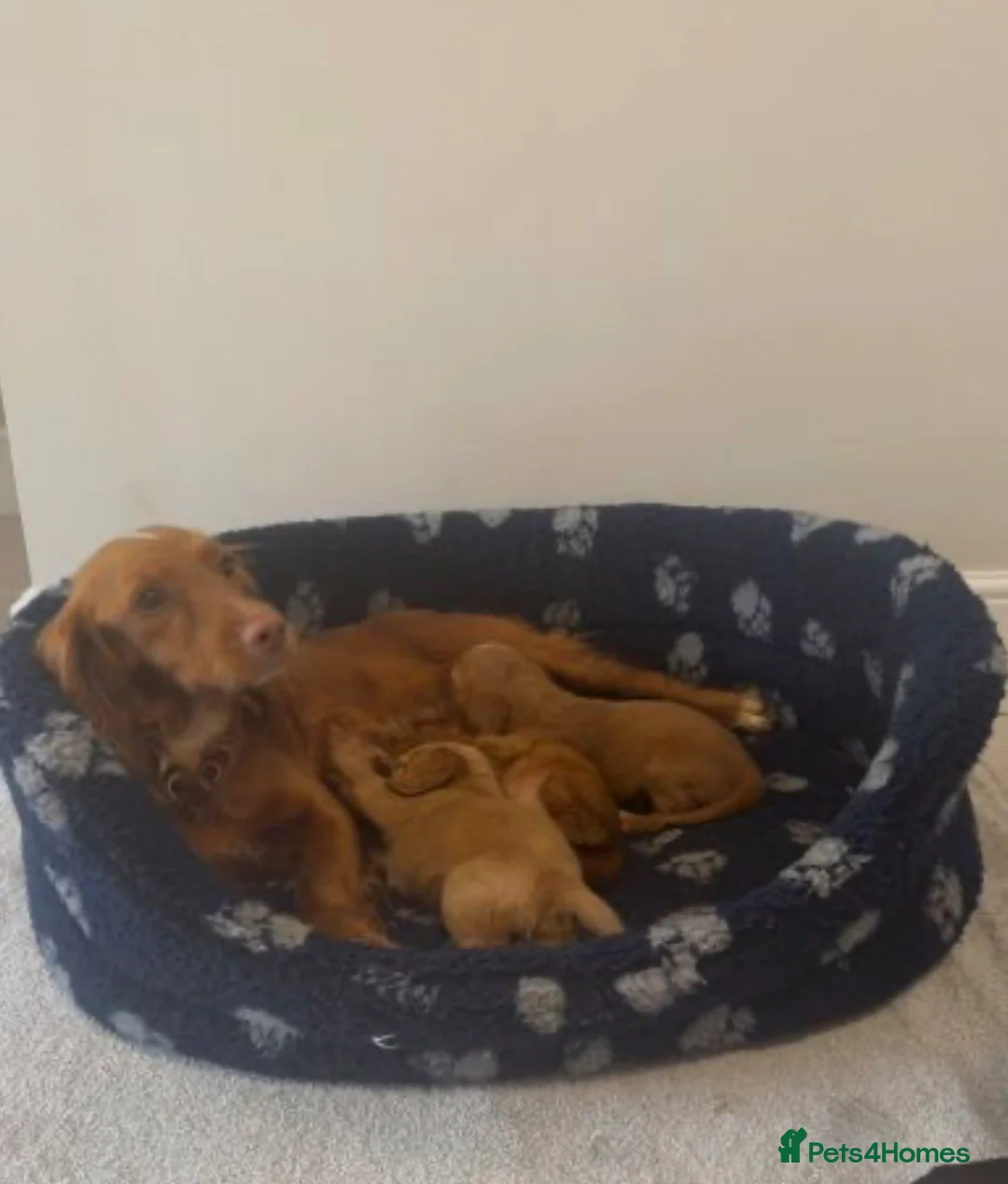 Cocker Spaniel dogs for sale: Cocker Spaniel puppy’s  - Advert 2