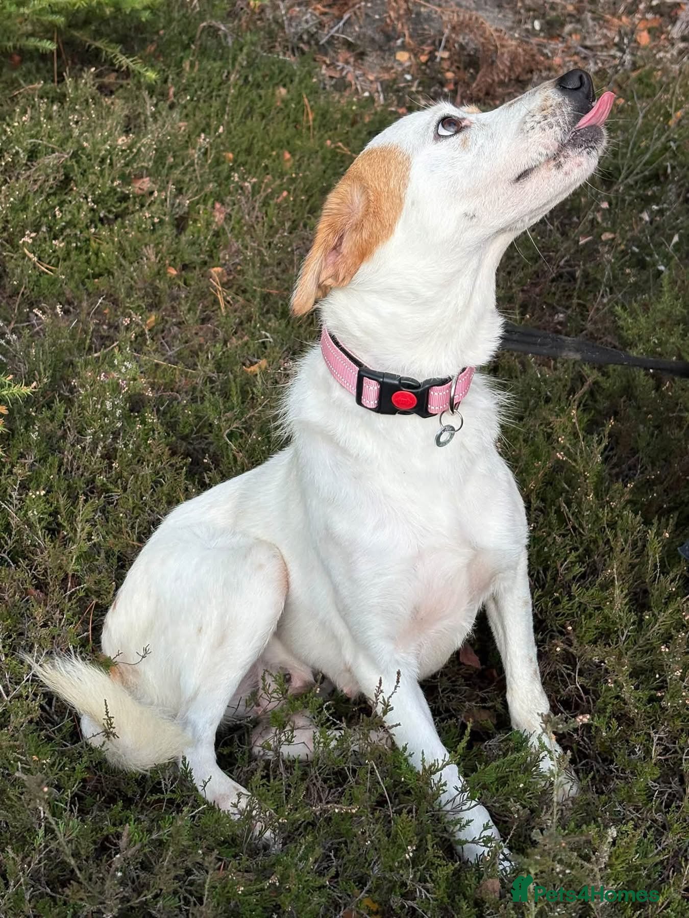 Mixed Breed dogs for adoption: Evie - Milton Keynes  - Advert 1