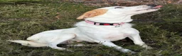 Mixed Breed dogs for adoption: Evie - Milton Keynes  in Milton Keynes - Advert 1