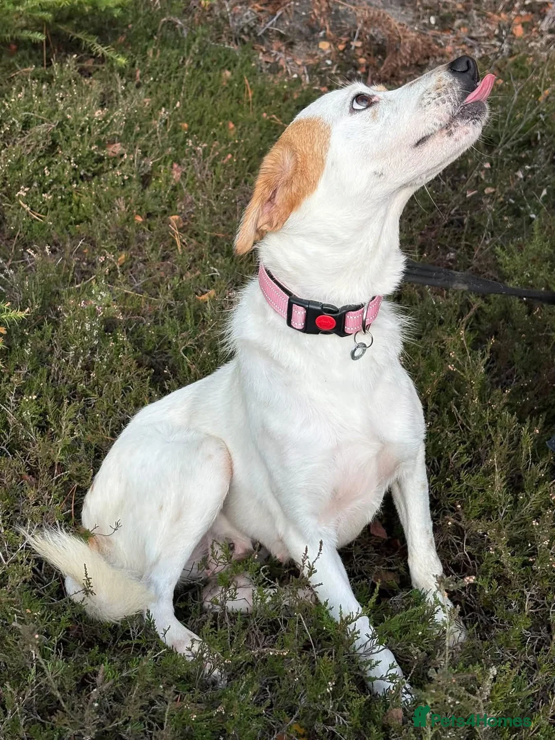 Mixed Breed dogs for adoption: Evie - Milton Keynes  in Milton Keynes - Advert 1